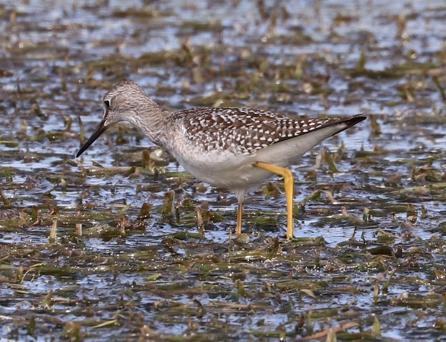 Lesser Yellowlegs - ML479857781