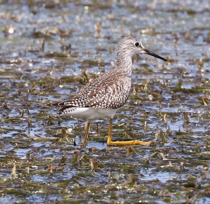 Lesser Yellowlegs - ML479857791