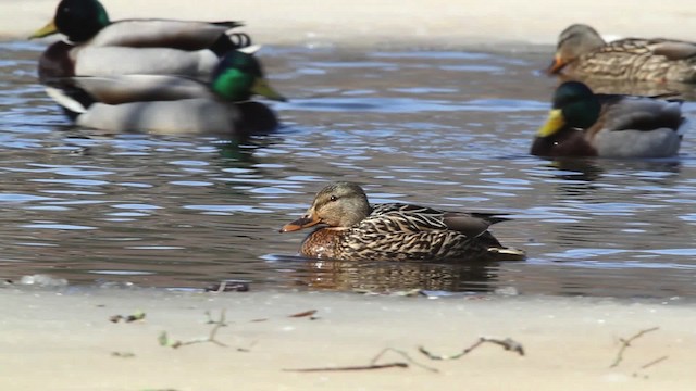 Canard colvert - ML479858