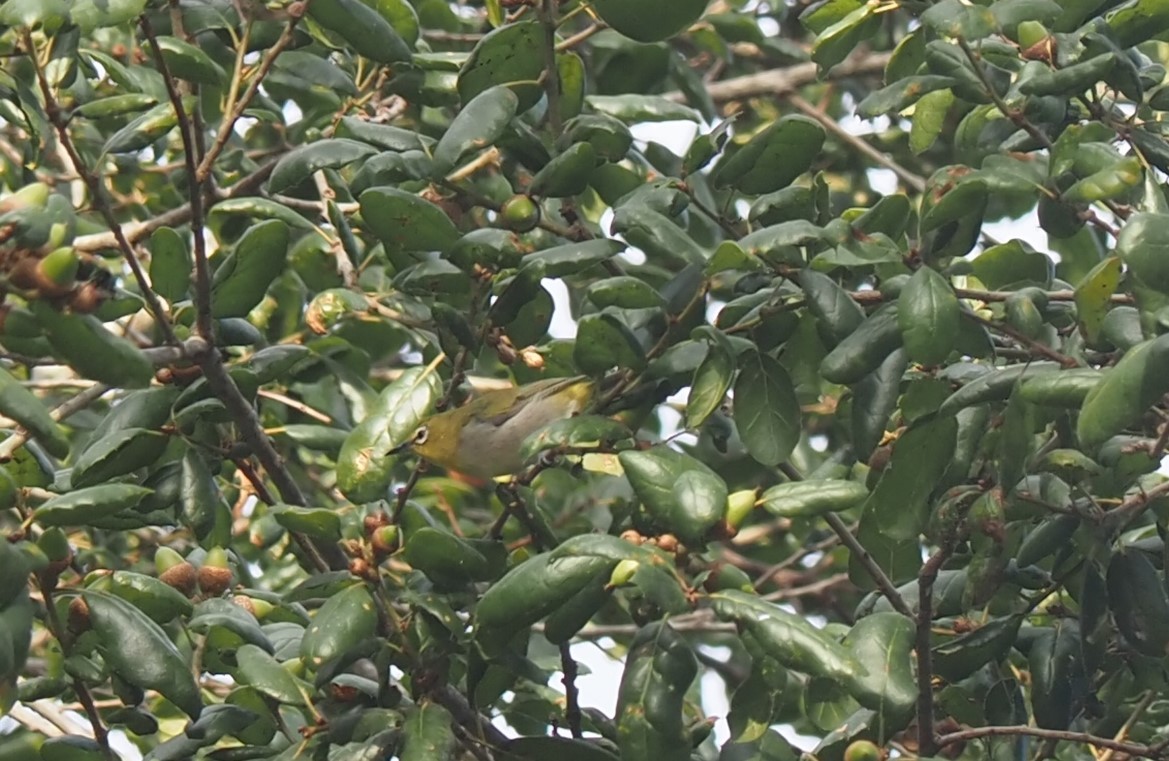 Swinhoe's White-eye - ML479858721