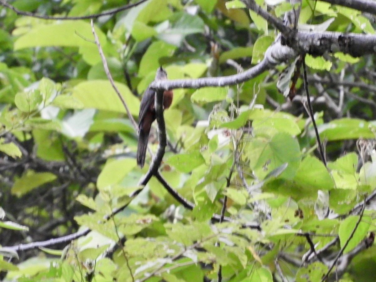 Brush Cuckoo (Sulawesi) - ML479858801