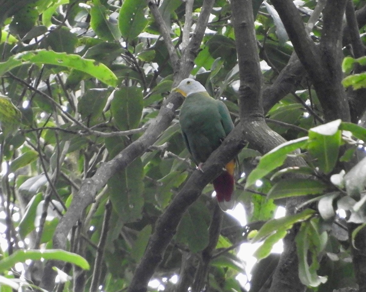 Black-naped Fruit-Dove - ML479858841