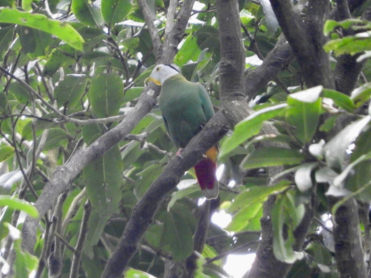 Black-naped Fruit-Dove - ML479858851