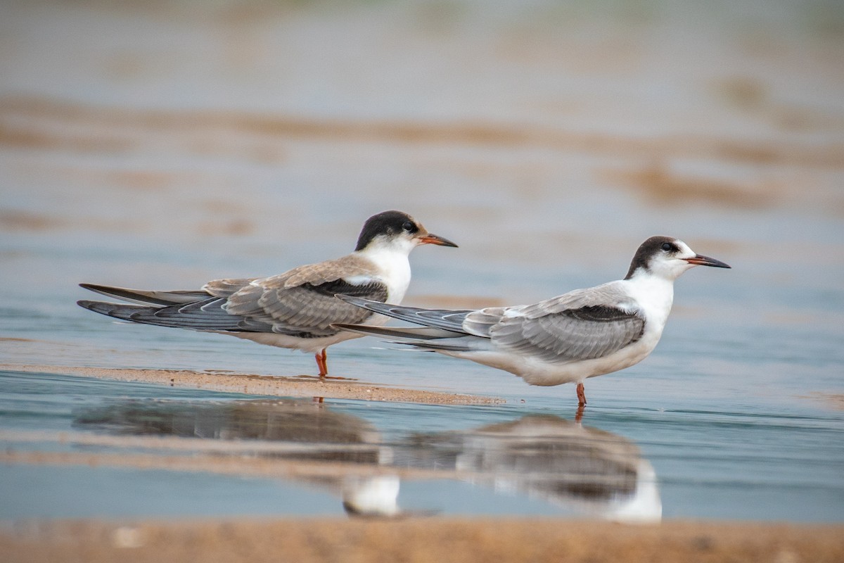 Common Tern - ML479858981