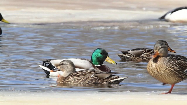 Canard colvert - ML479859