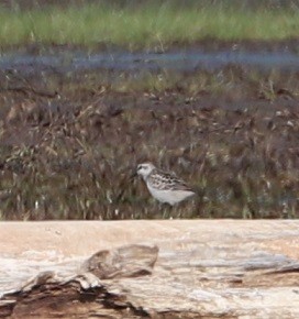 Sanderling - ML479859631