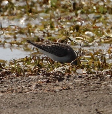 Sanderling - ML479859641