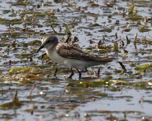 Sanderling - ML479859671