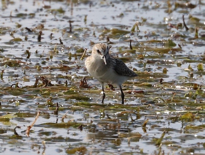 Sanderling - ML479859681