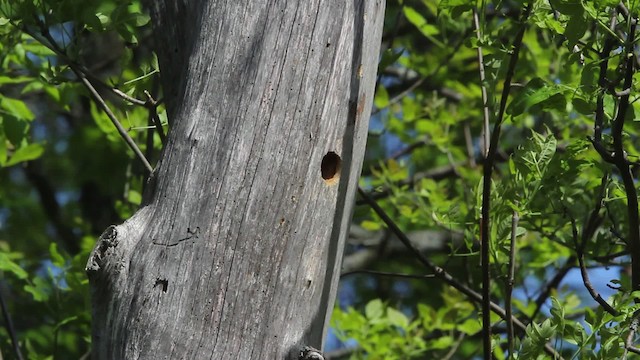 Yellow-bellied Sapsucker - ML479860