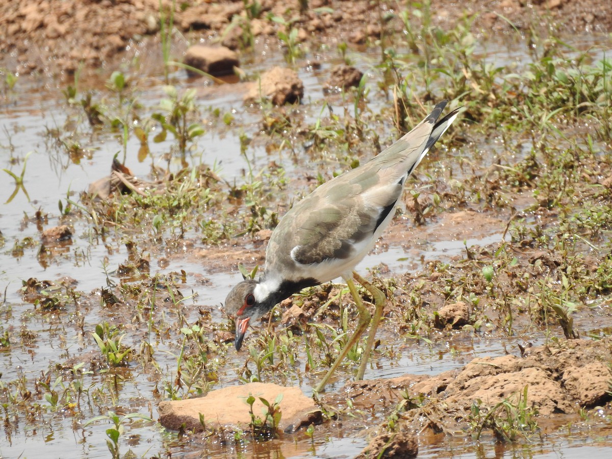 Red-wattled Lapwing - ML479860211