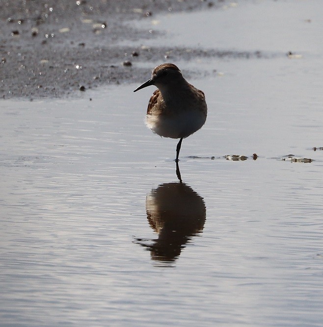 Least Sandpiper - ML479860431