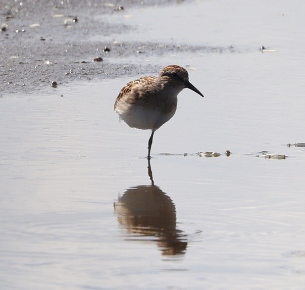 Least Sandpiper - ML479860441