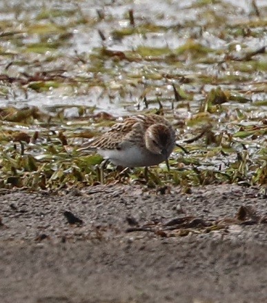 Wiesenstrandläufer - ML479860451