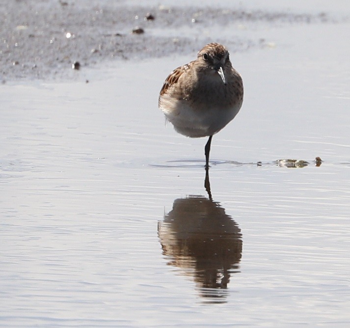 Least Sandpiper - ML479860461