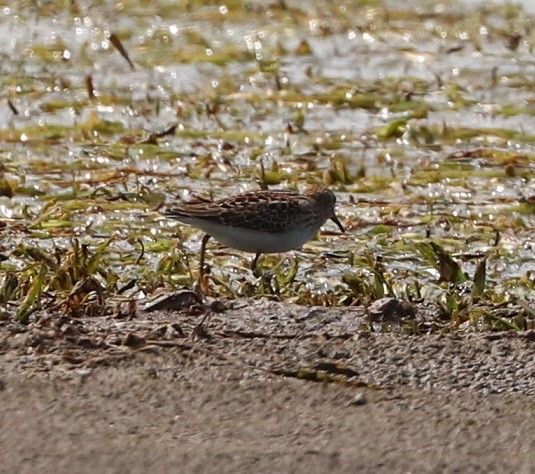 Least Sandpiper - ML479860471