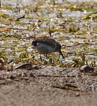 Wiesenstrandläufer - ML479860481