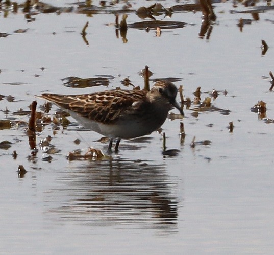 Least Sandpiper - ML479860491