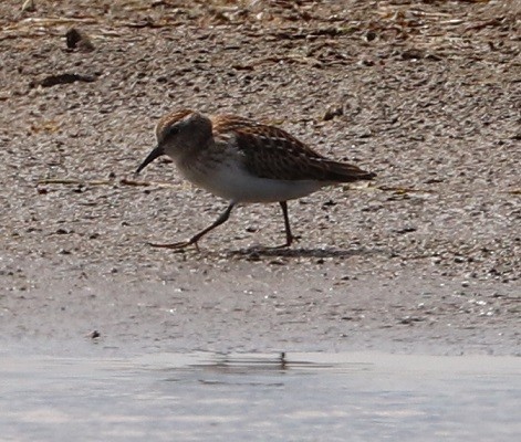 Least Sandpiper - ML479860501