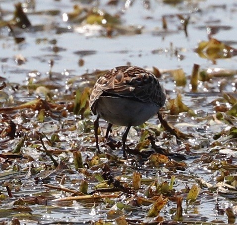 Wiesenstrandläufer - ML479860511