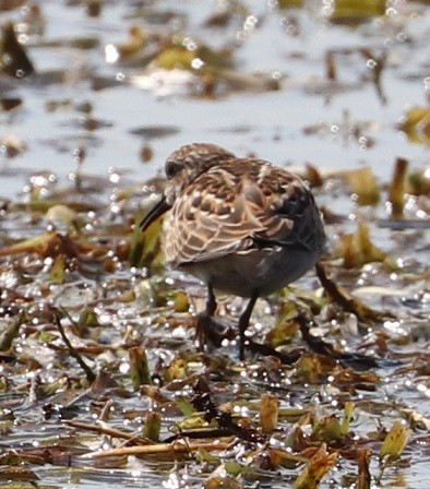 Wiesenstrandläufer - ML479860521