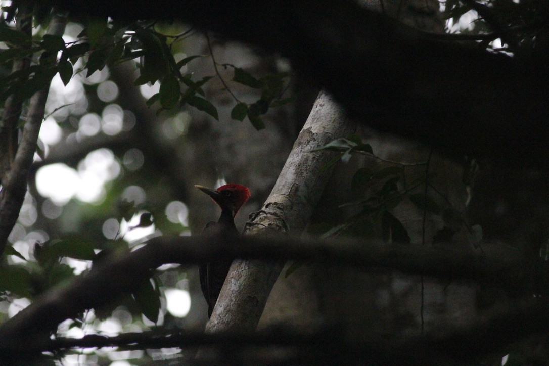 Pale-billed Woodpecker - ML479860671