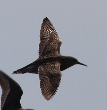 Pectoral Sandpiper - A. Gary Reid