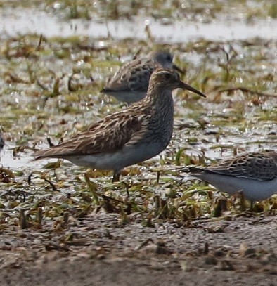 Pectoral Sandpiper - ML479860841