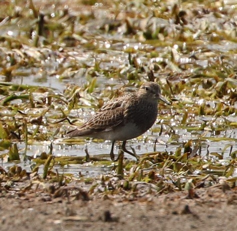 Bécasseau à poitrine cendrée - ML479860891