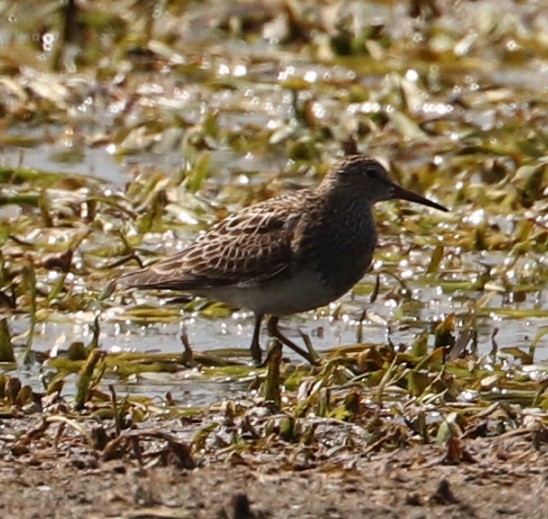 Bécasseau à poitrine cendrée - ML479860911