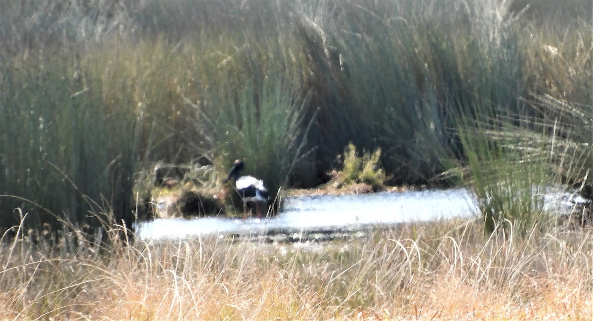 Black-necked Stork - ML479861081