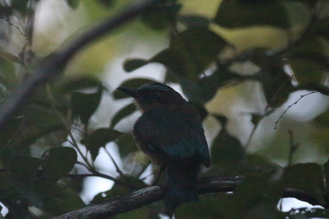 motmot sp. - Keith Andringa