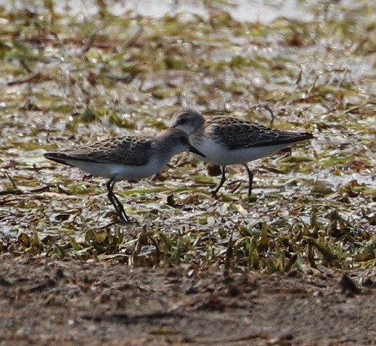 Semipalmated Sandpiper - ML479861561