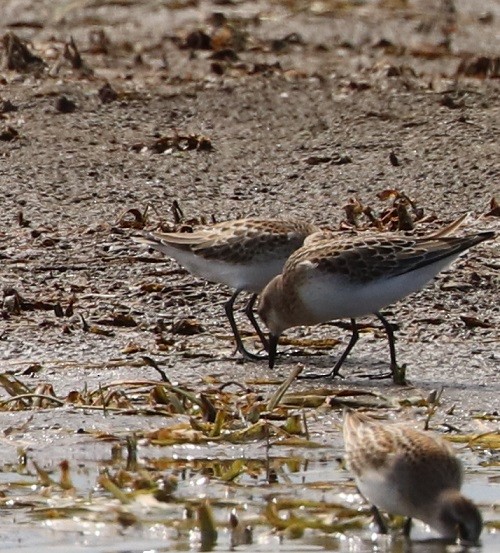 Semipalmated Sandpiper - ML479861581