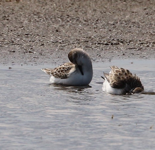 Semipalmated Sandpiper - ML479861591