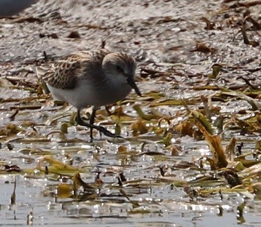 Semipalmated Sandpiper - A. Gary Reid