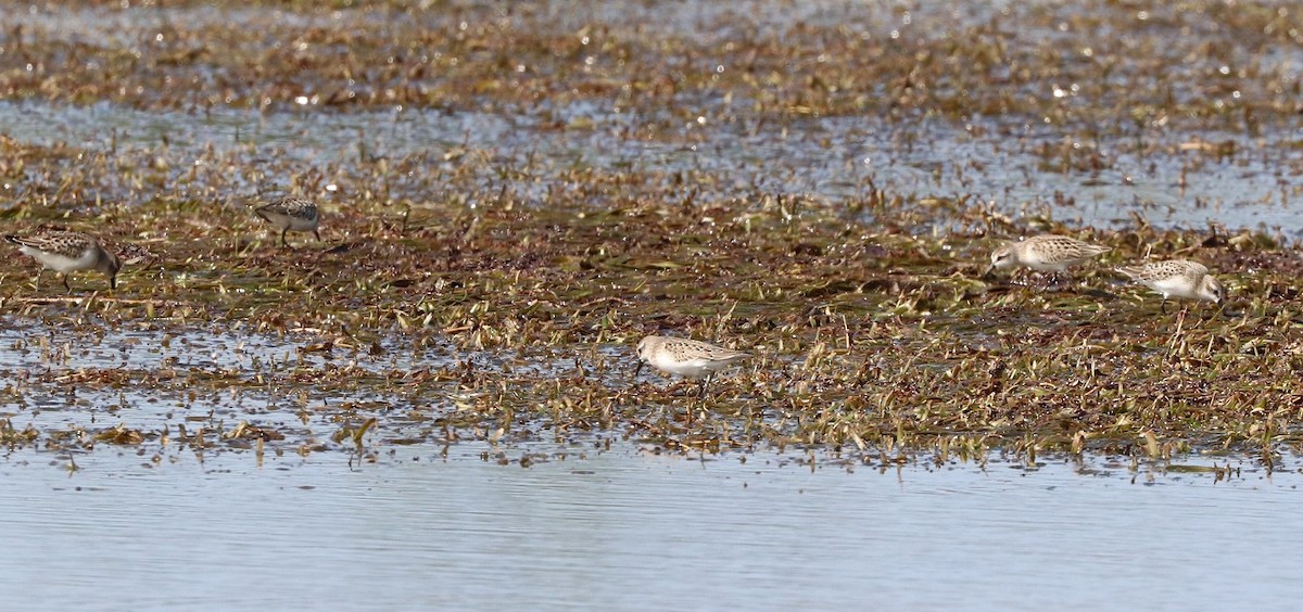 Sandstrandläufer - ML479861611