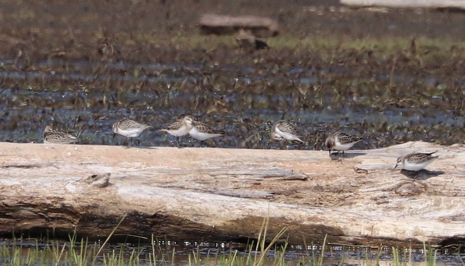 Semipalmated Sandpiper - ML479861621