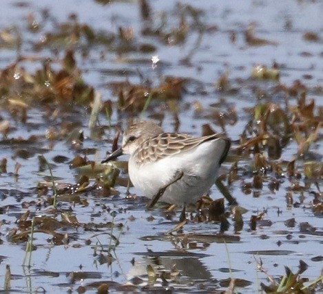 Semipalmated Sandpiper - ML479861651