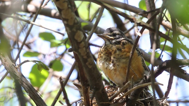 American Robin - ML479862