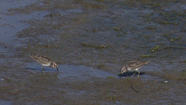 pygmésnipe - ML479862101