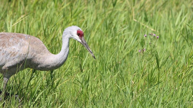 Sandhill Crane - ML479862271