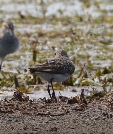 Semipalmated Sandpiper - ML479862641