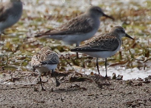 Semipalmated Sandpiper - ML479862651