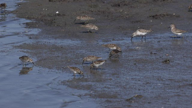 beringsnipe - ML479862661