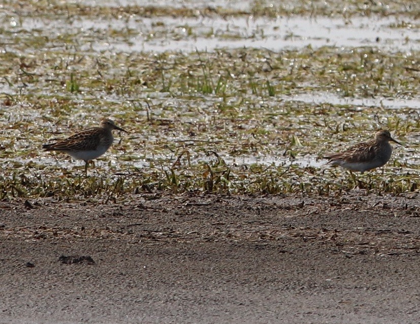 Pectoral Sandpiper - ML479863141