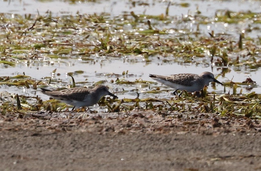 Semipalmated Sandpiper - ML479863491