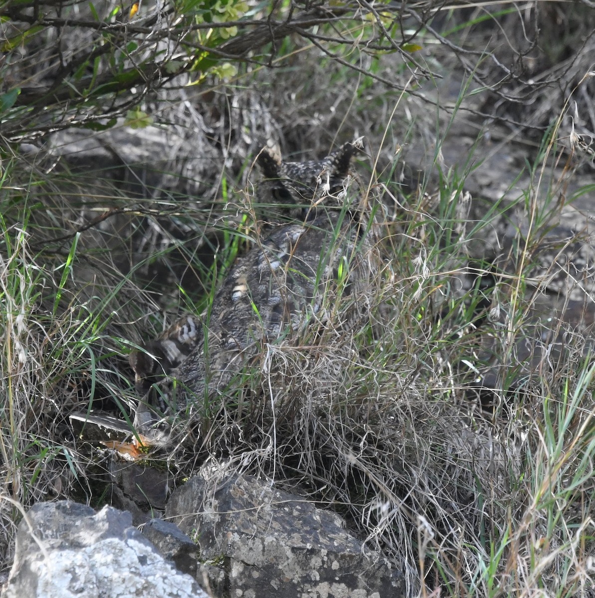 Arabian Eagle-Owl - ML479864741