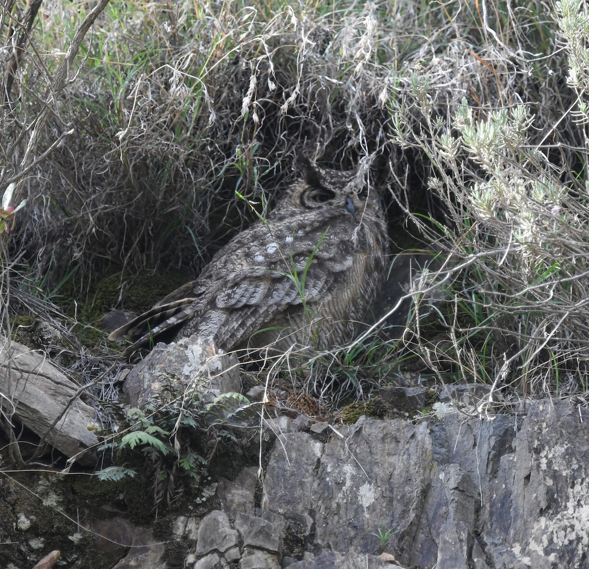 Arabian Eagle-Owl - ML479864751