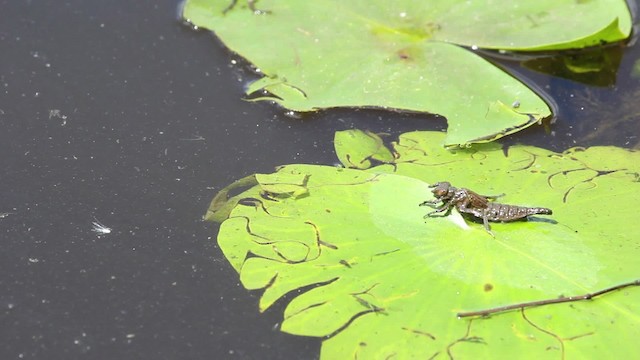 Dragonflies and Damselflies - ML479865